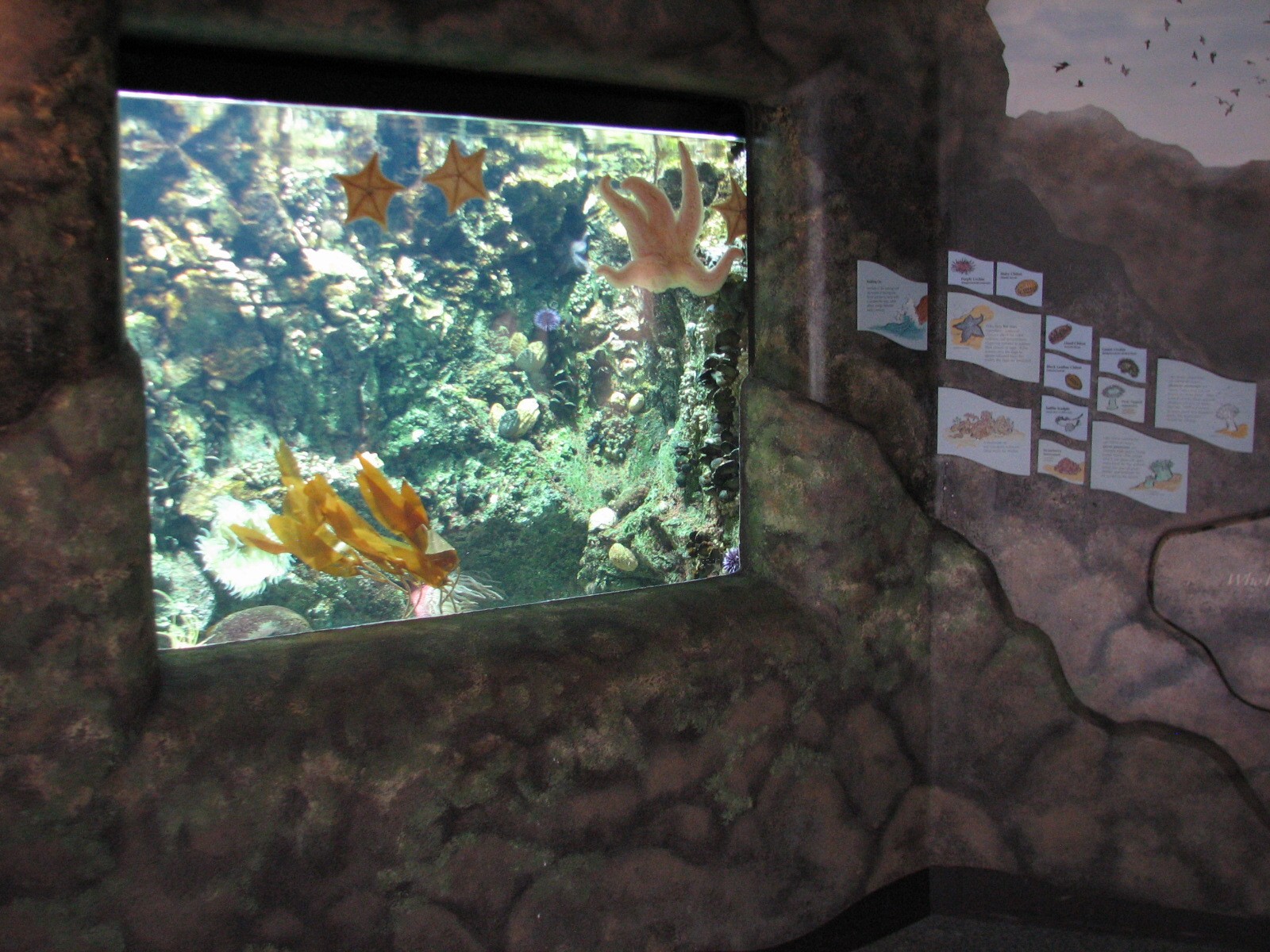 The Living Coast - Tidepool Exhibit