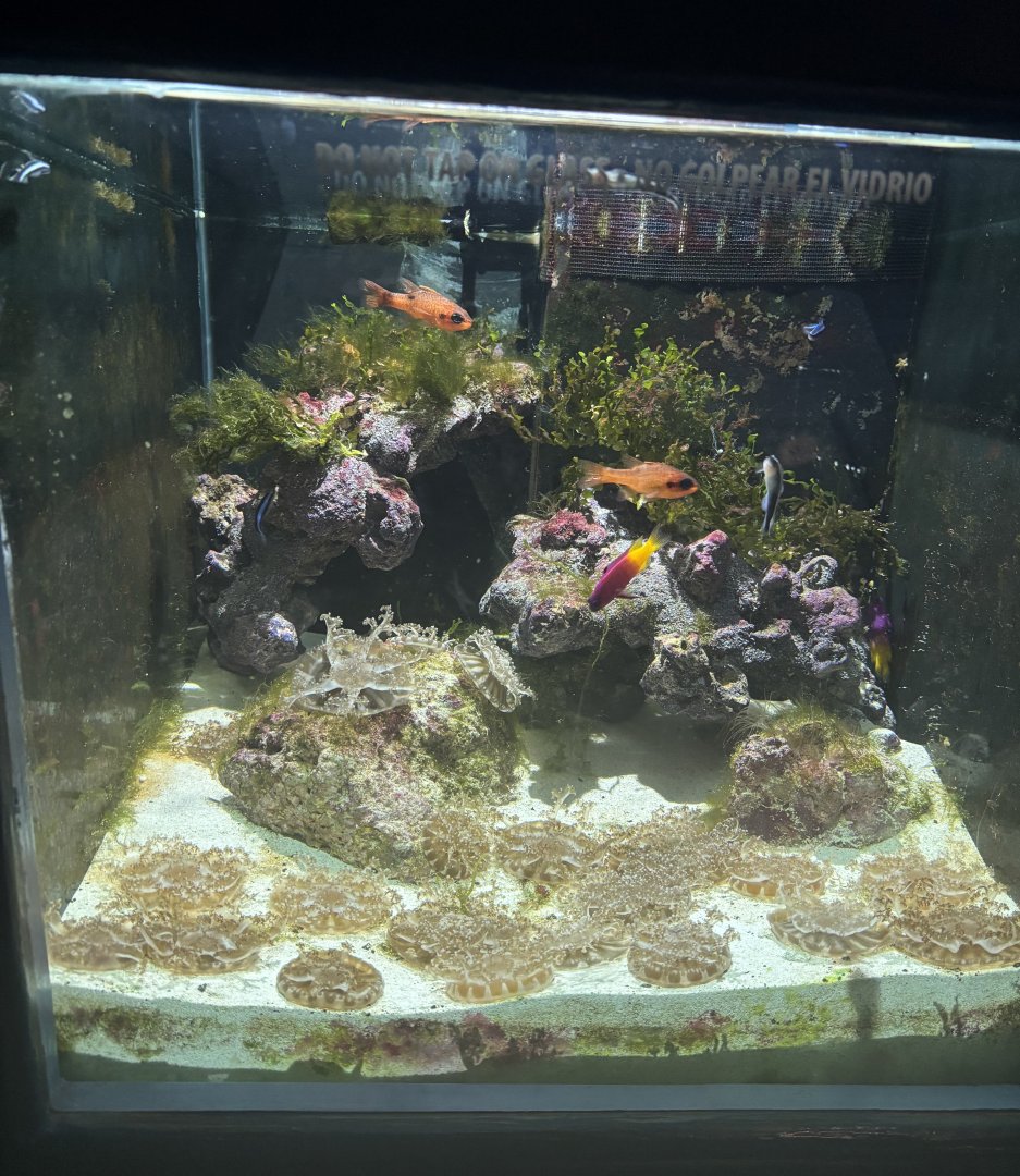 The Living Coast: Upside-down jellies and some fish in former epaulette shark pup tank