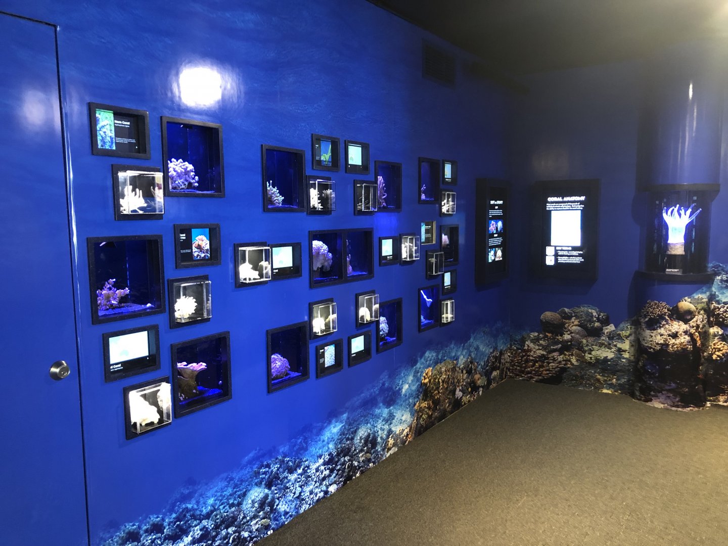 "The Living Reef" Gallery