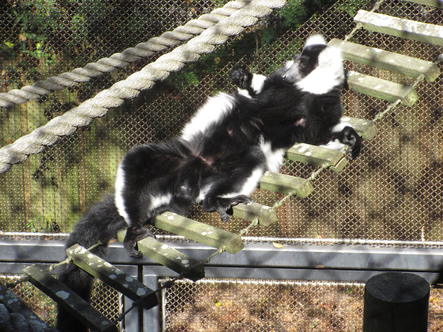 The Living Treehouse - Black-and-White Ruffed Lemur (Varecia variegata)