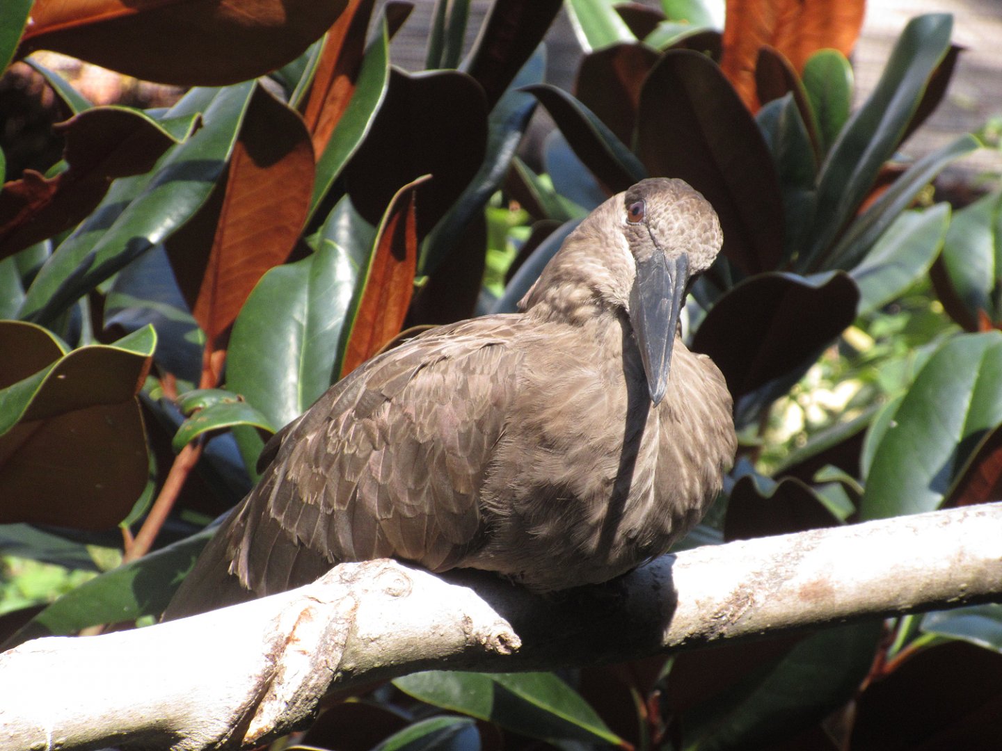 The Living Treehouse - Hamerkop (Scopus umbretta)