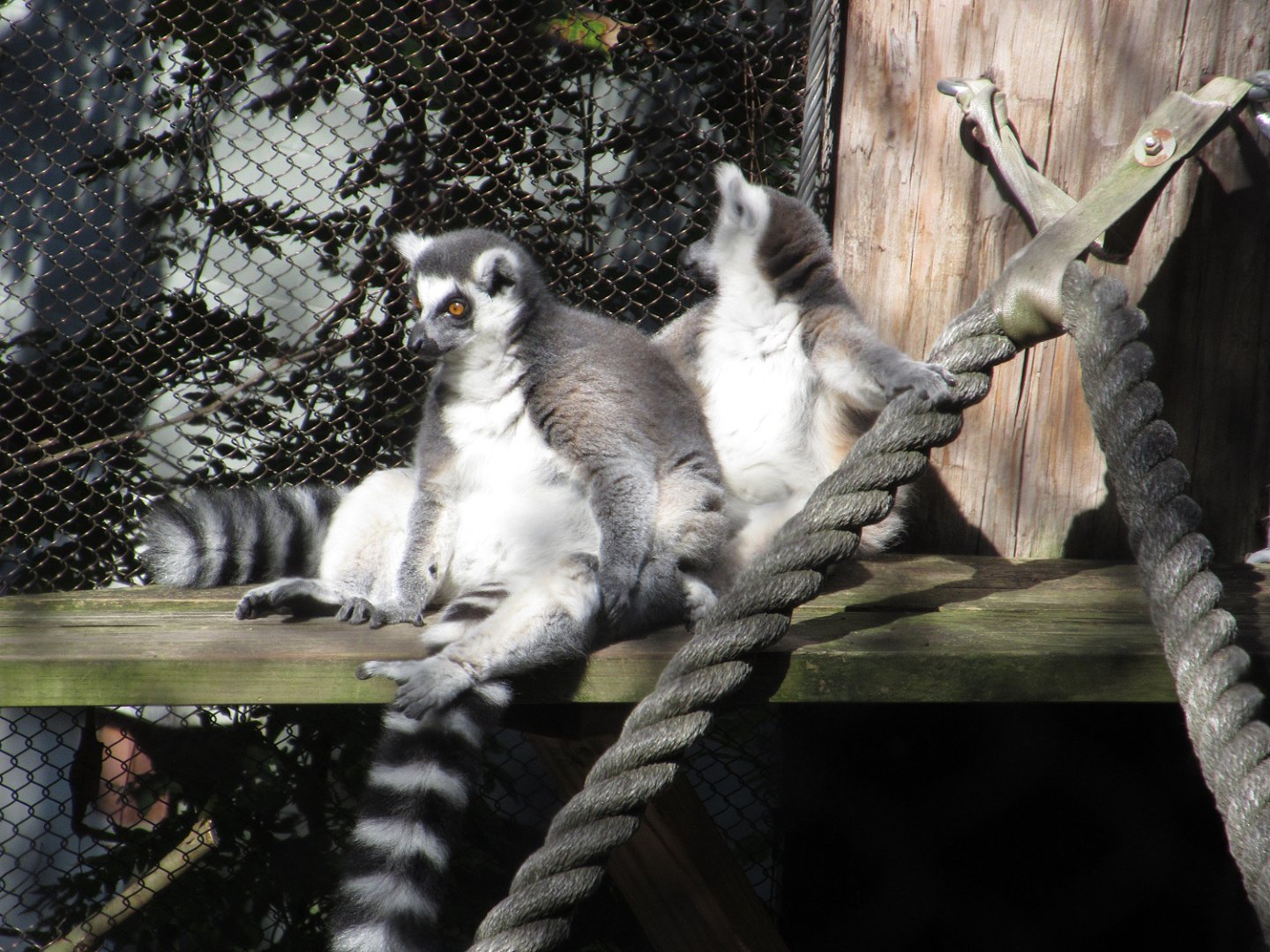 The Living Treehouse - Ring-tailed Lemurs (Lemur catta)