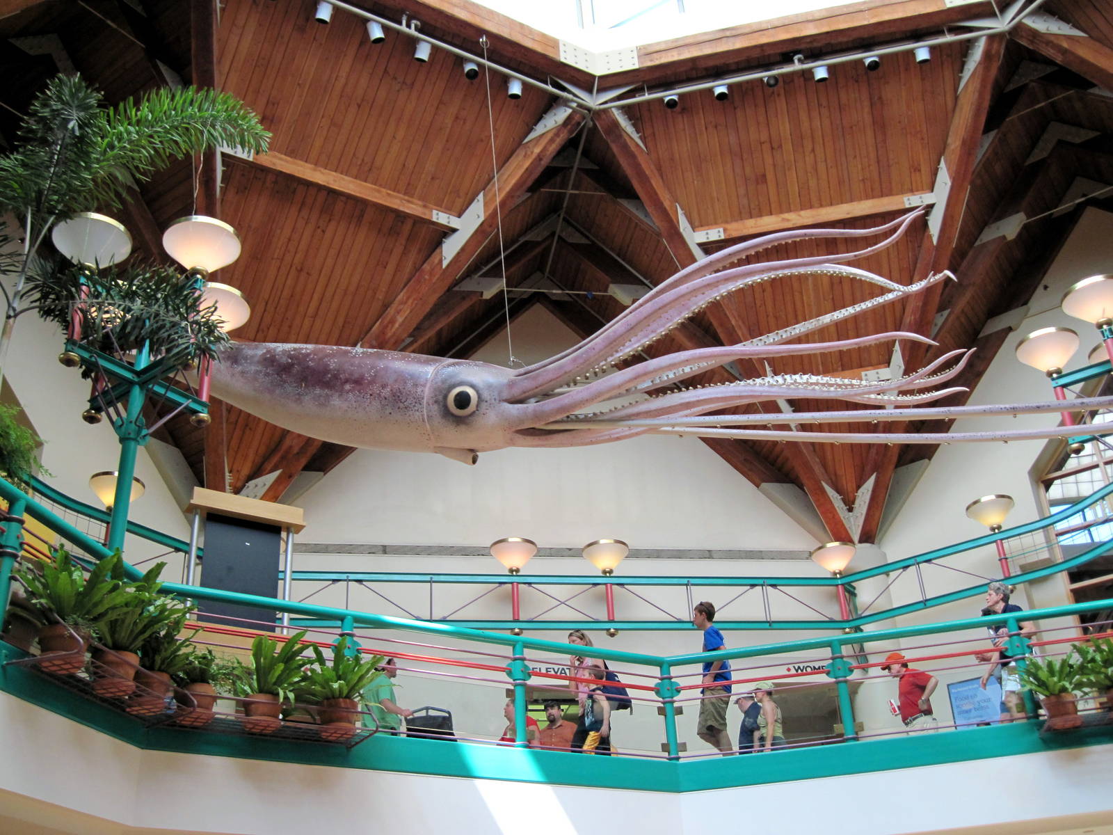 The Living World-Giant Squid Model