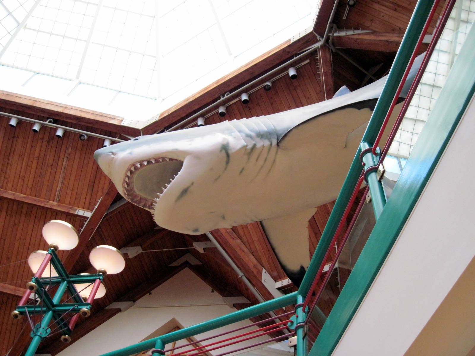 The Living World-White Shark Model