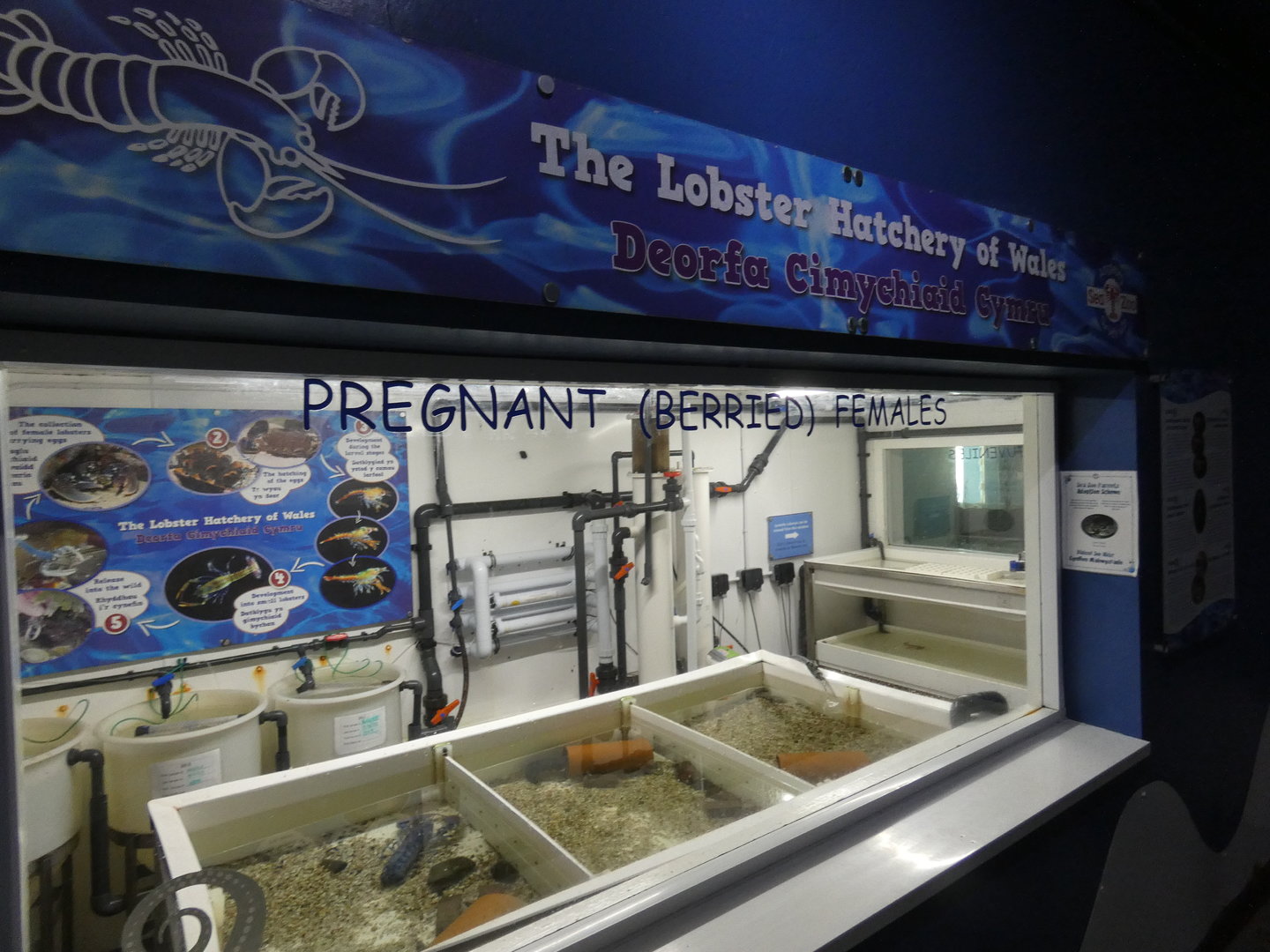 The Lobster Hatchery of Wales - Anglesey Sea Zoo