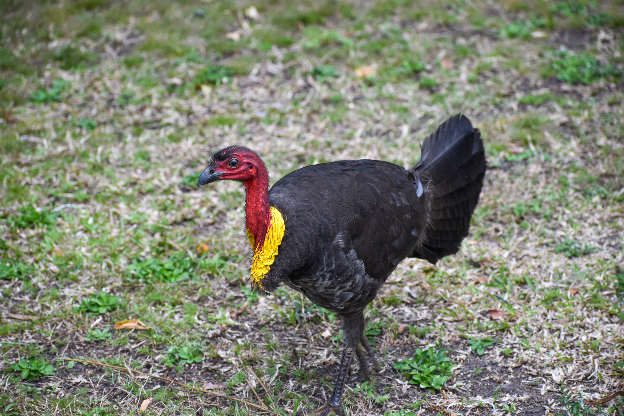 The Local Australian Brush-Turkey