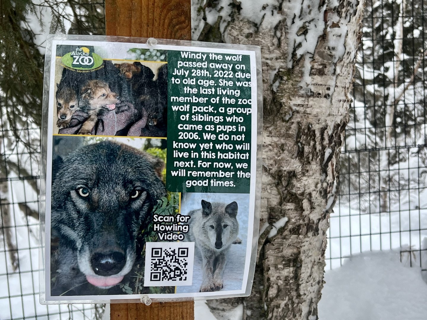 The local extinction of the Grey Wolf…