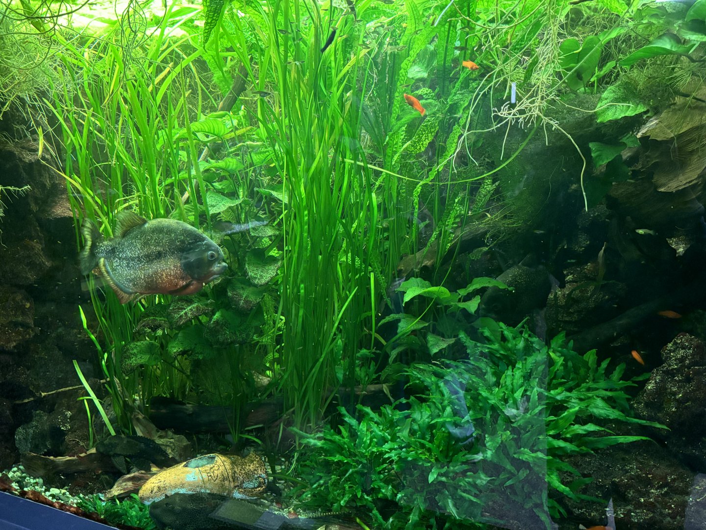 The loneliest piranha I have ever seen