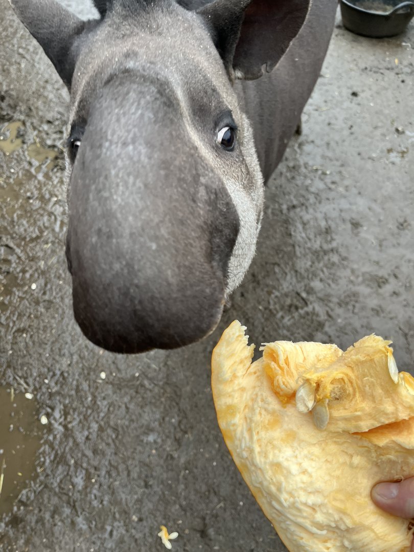 The look of I would do anything for Pumpkin from Teddy the Tapir.