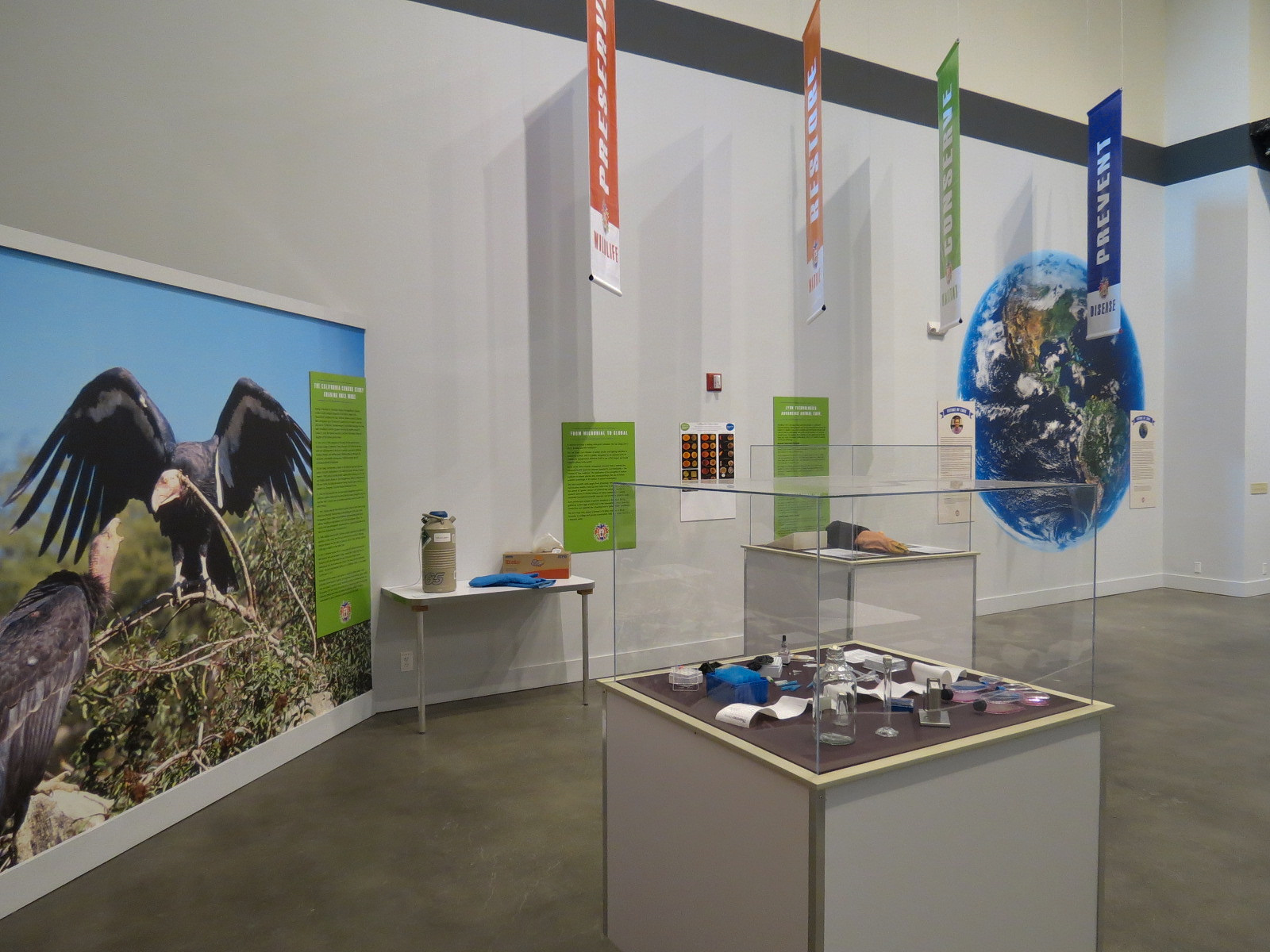 The Lore Behind The Roar! - Conservation Display