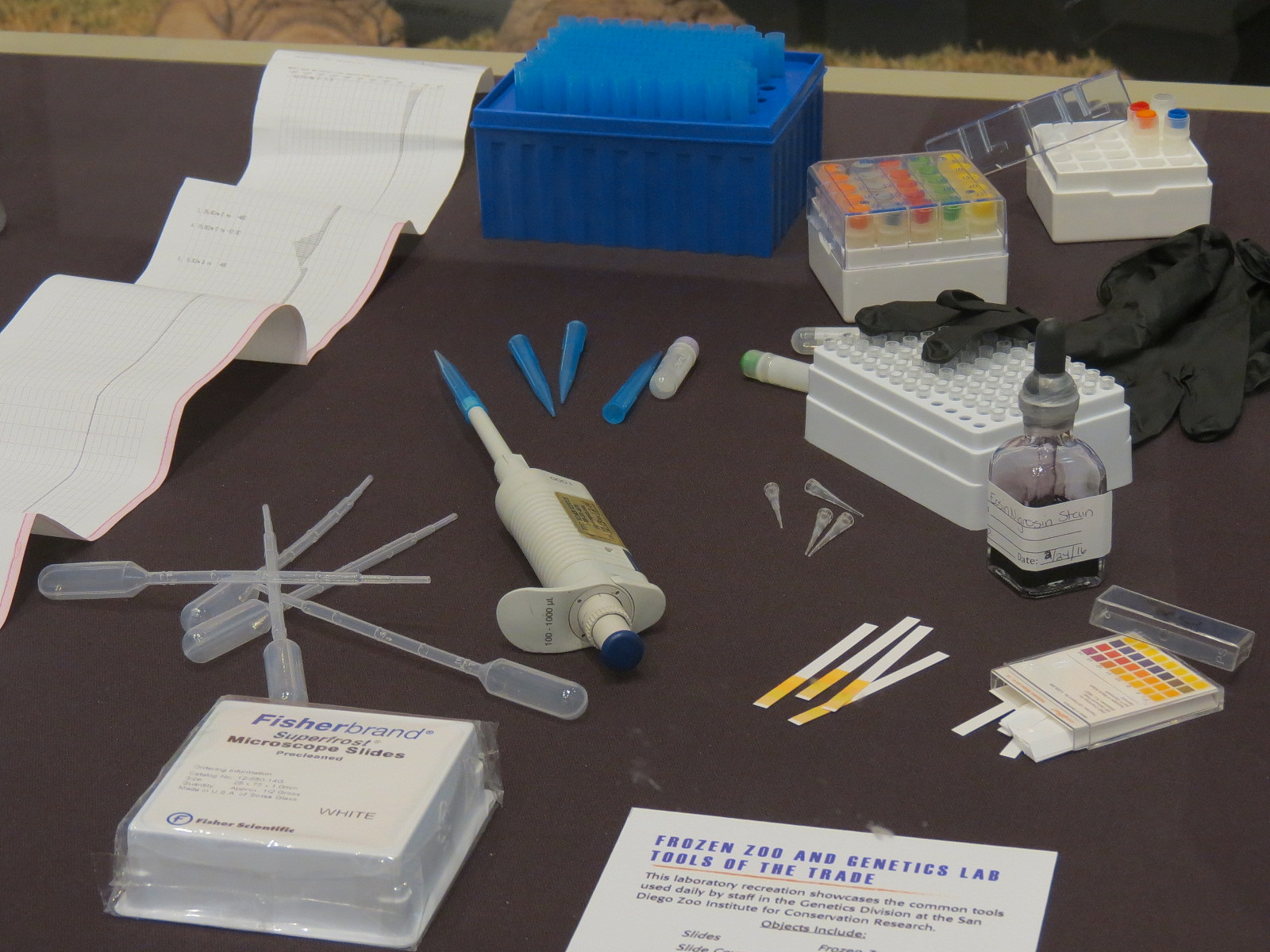 The Lore Behind The Roar! - Frozen Zoo Display