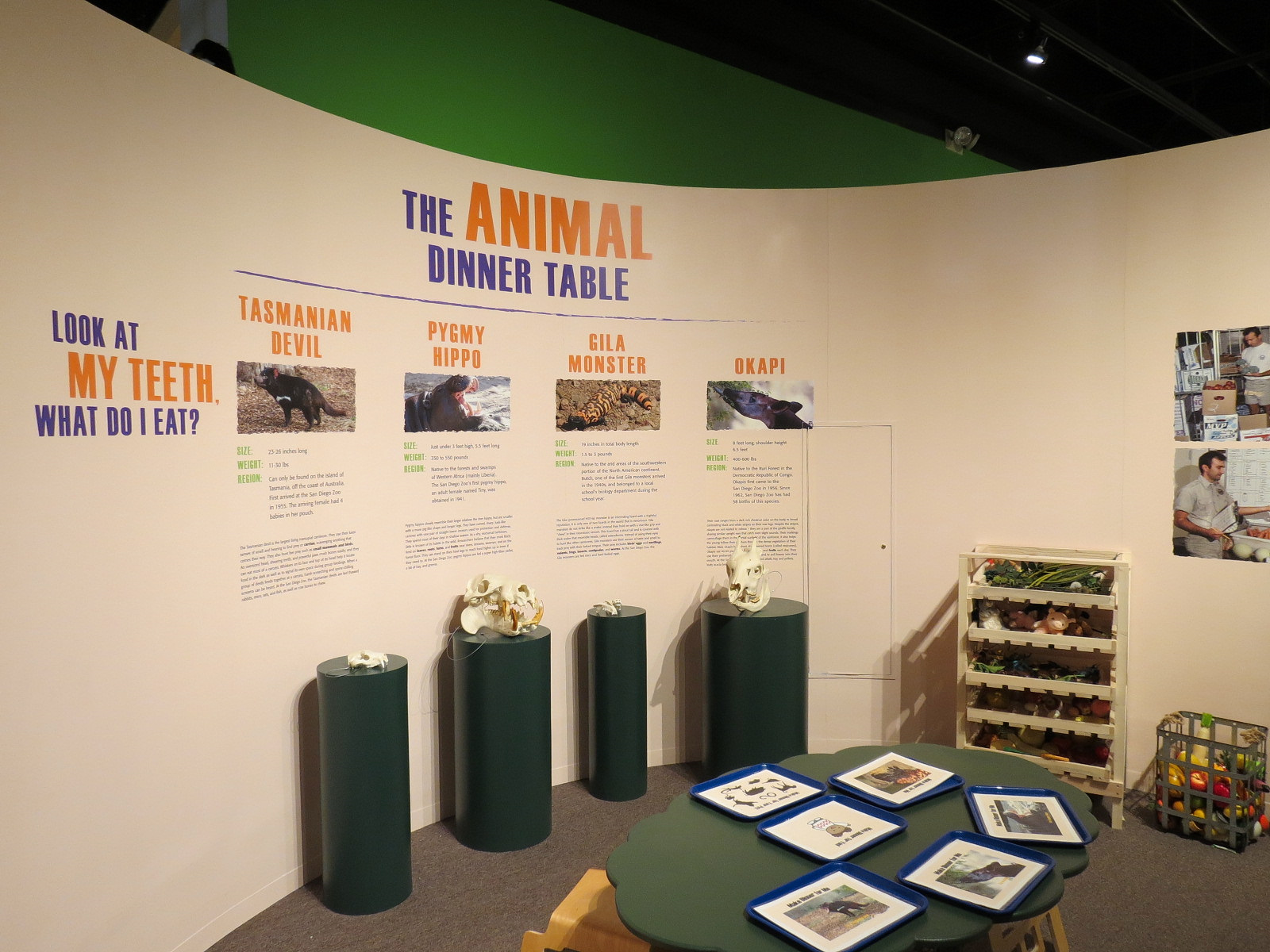 The Lore Behind The Roar! - Roar! Family Den