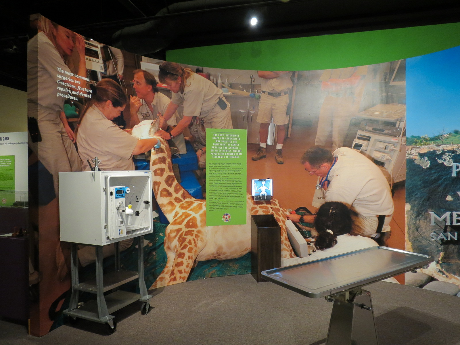 The Lore Behind The Roar! - Veterinary Display