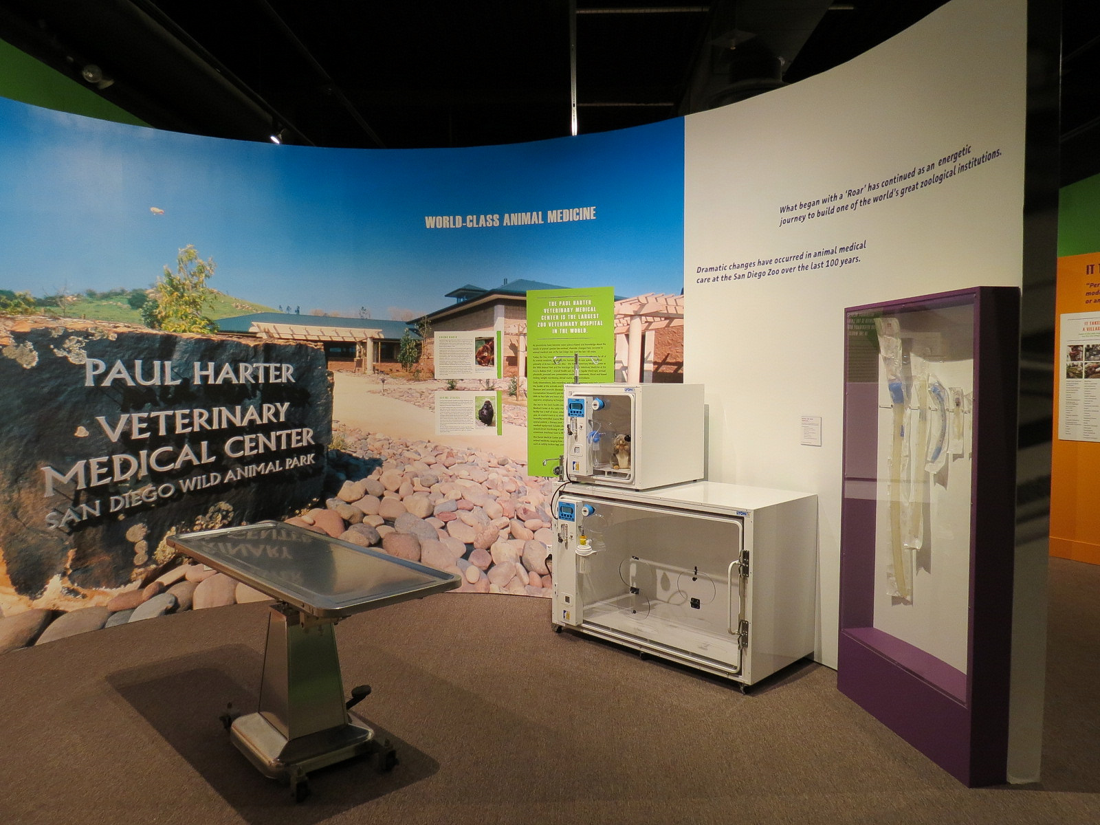 The Lore Behind The Roar! - Veterinary Display