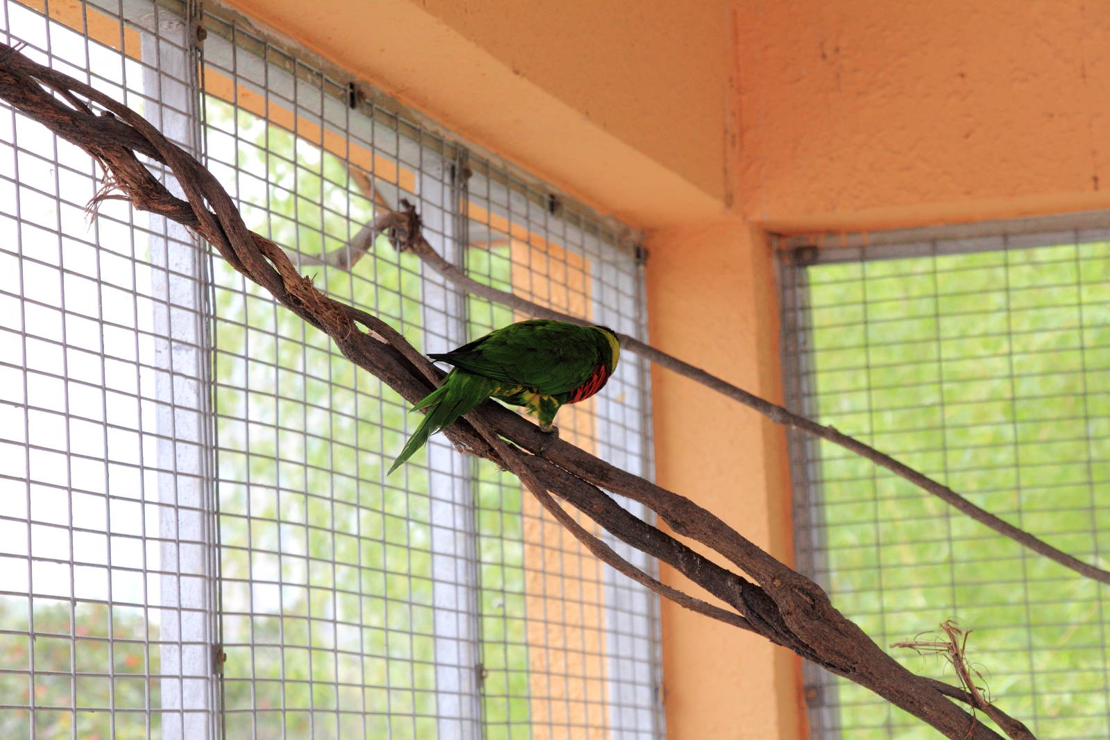 The lory exhibit