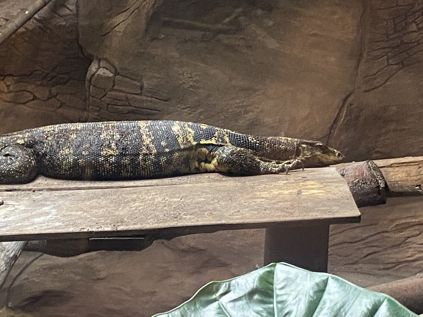 The Lost Kingdom - Asian water monitor 200922