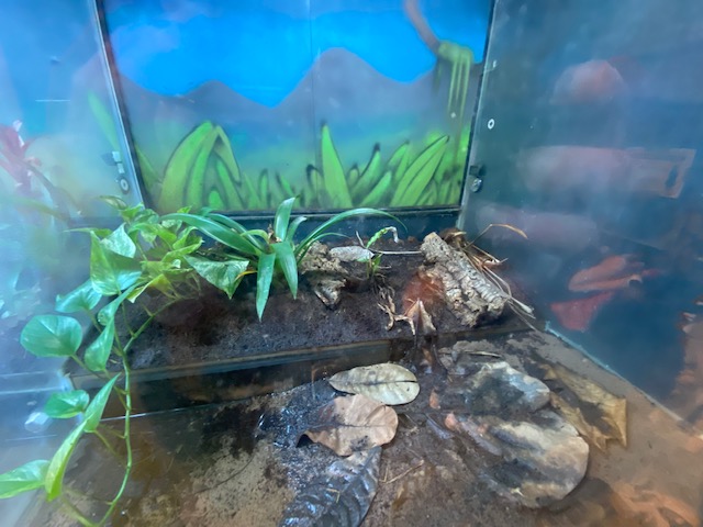 The Lost Kingdom frog exhibit 200922