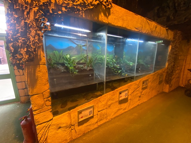 The Lost Kingdom frog exhibits 200922