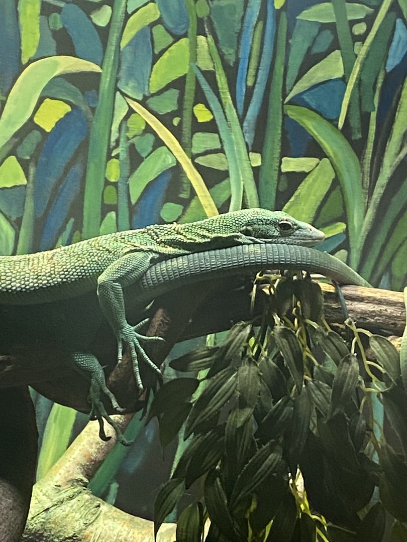 The Lost Kingdom - Green tree monitor 200922