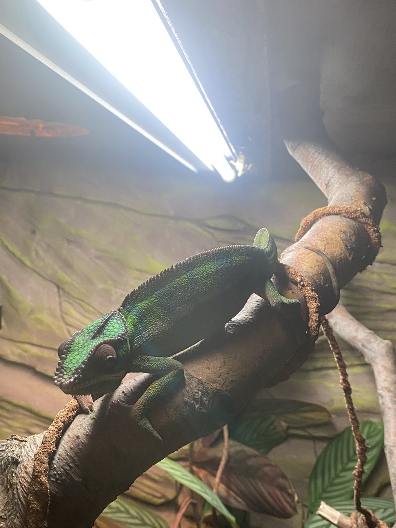 The Lost Kingdom - Panther chameleon 200922