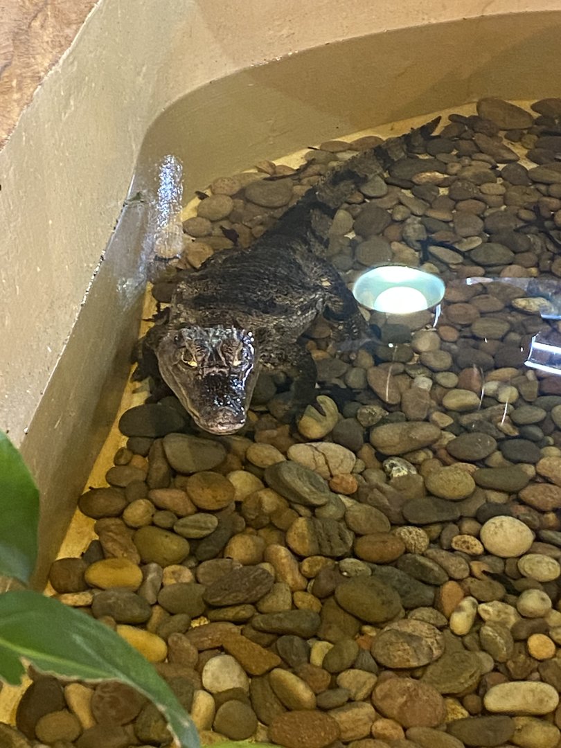 The Lost Kingdom - Spectacled caiman 200922