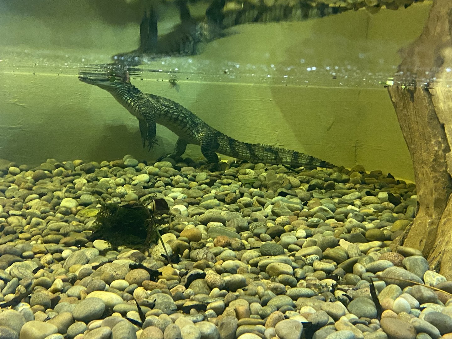 The Lost Kingdom - Spectacled caiman 200922