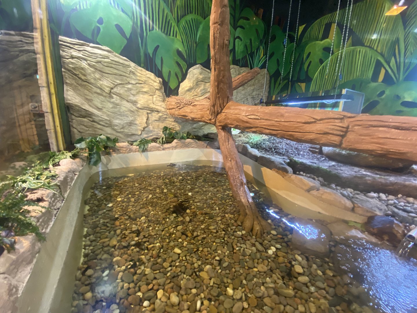 The Lost Kingdom - Spectacled caiman exhibit 200922