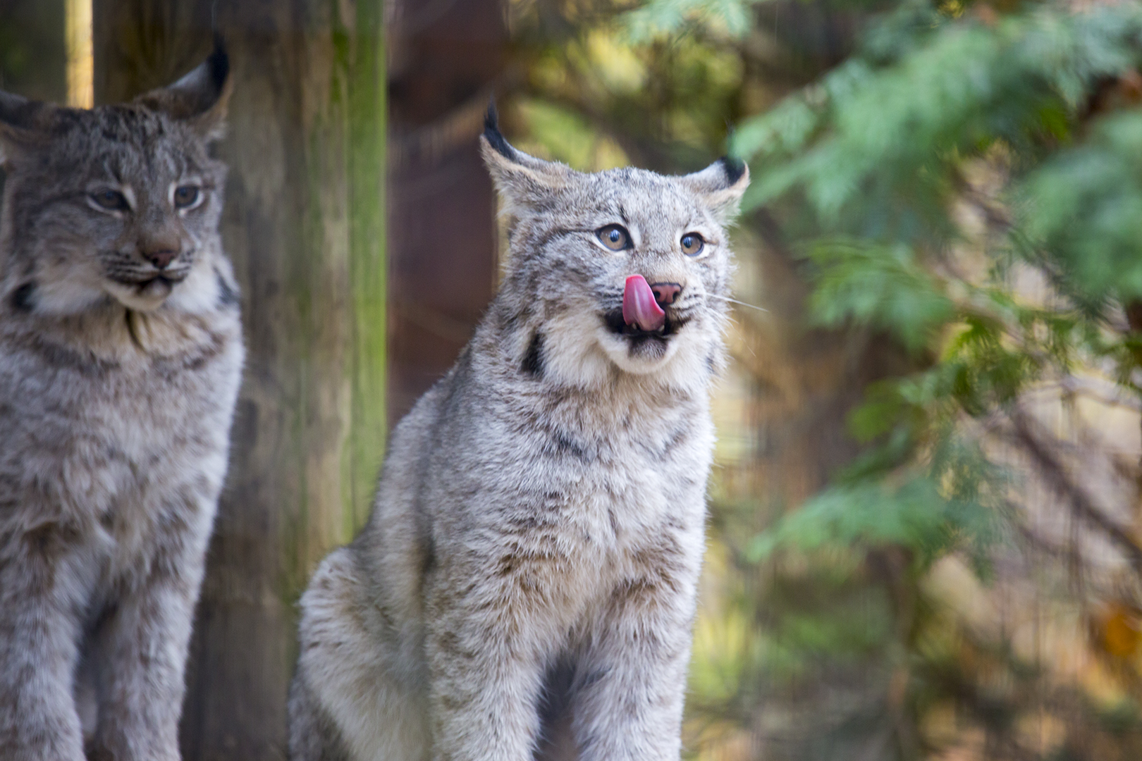 The Lynx kittens together