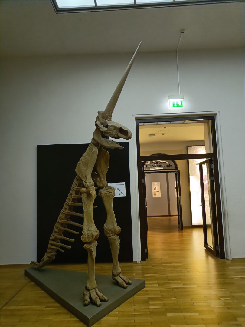 'The Magdeburg Unicorn' - Magdeburg Museum
