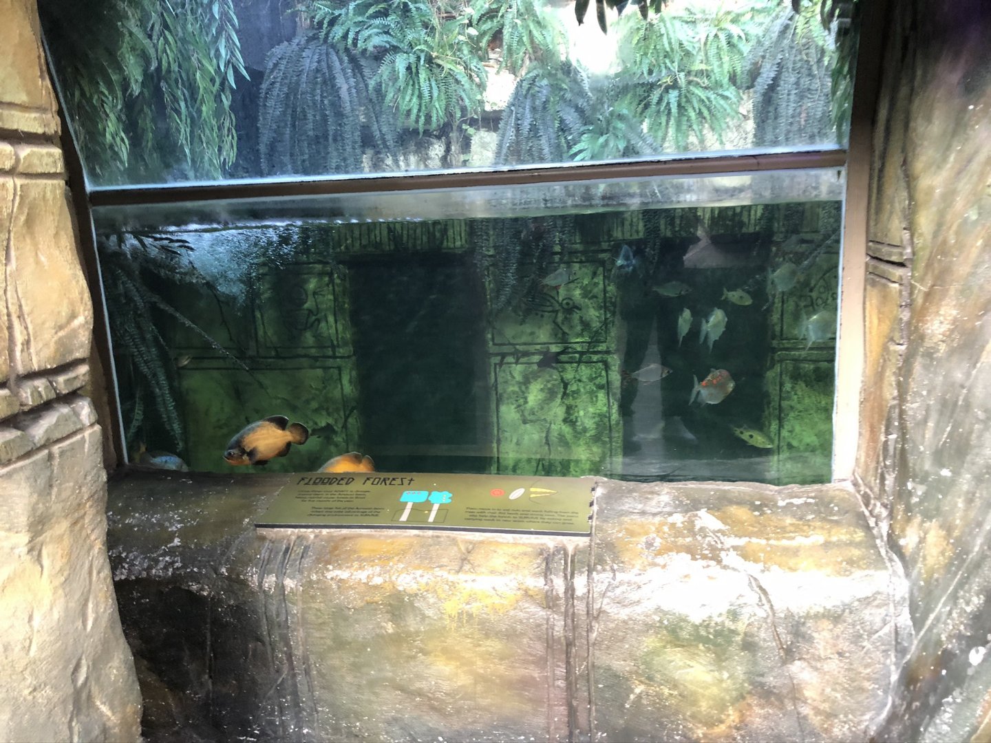 The Main Tank at Tropical World (March 2019)