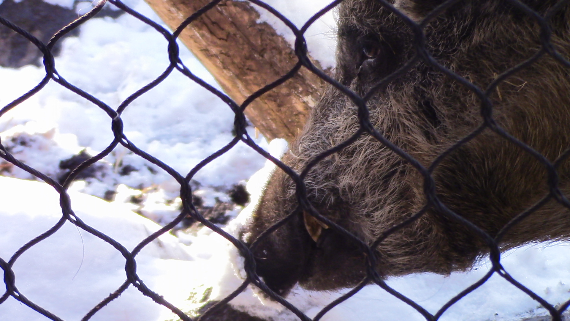 The Majestic wild Boar-Minnesota zoo-Nov 13
