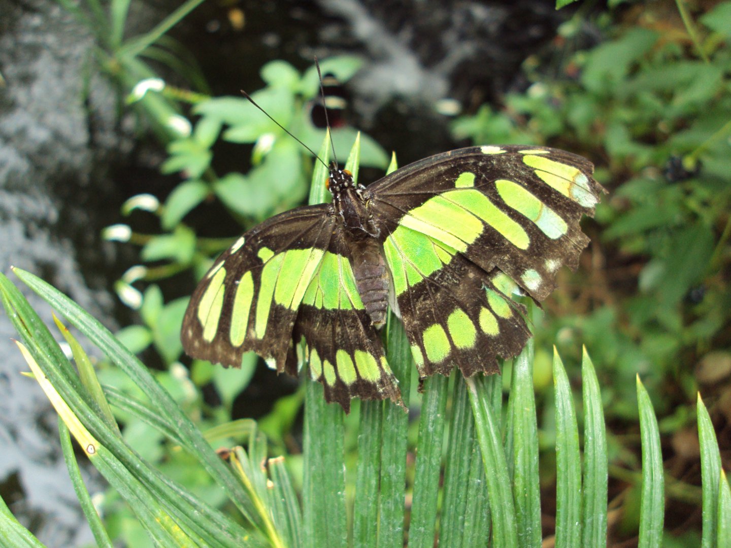 The Malachite (Siproeta stelene) 28/05/2019