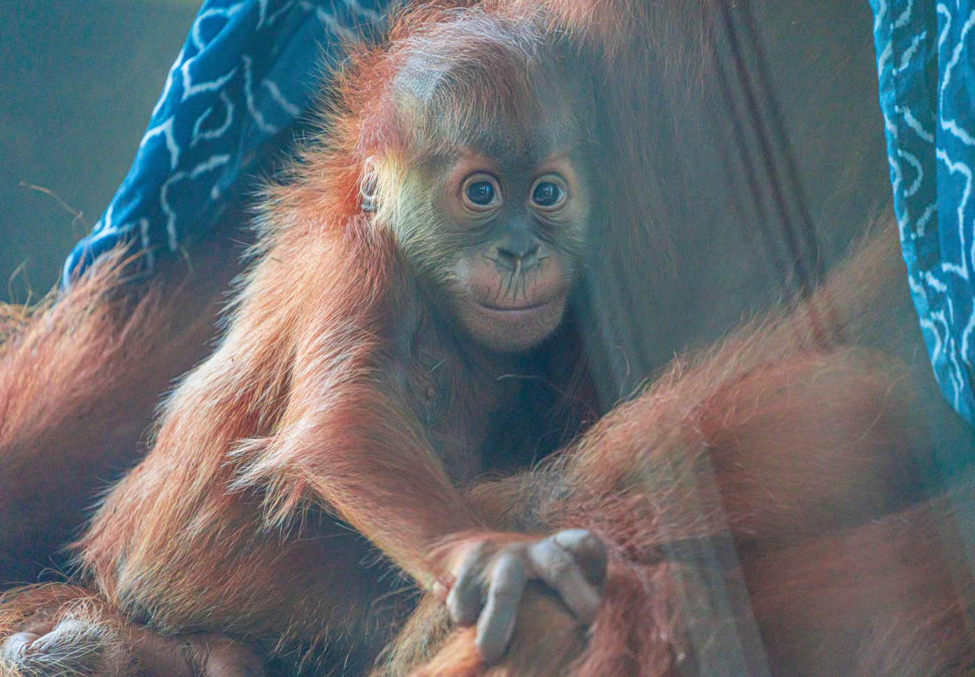 The male baby Sumatran Orangutan