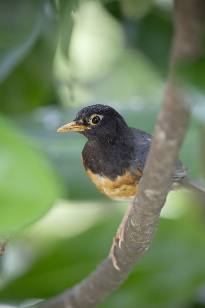 The male  black-breasted thrush (Turdus dissimilis)