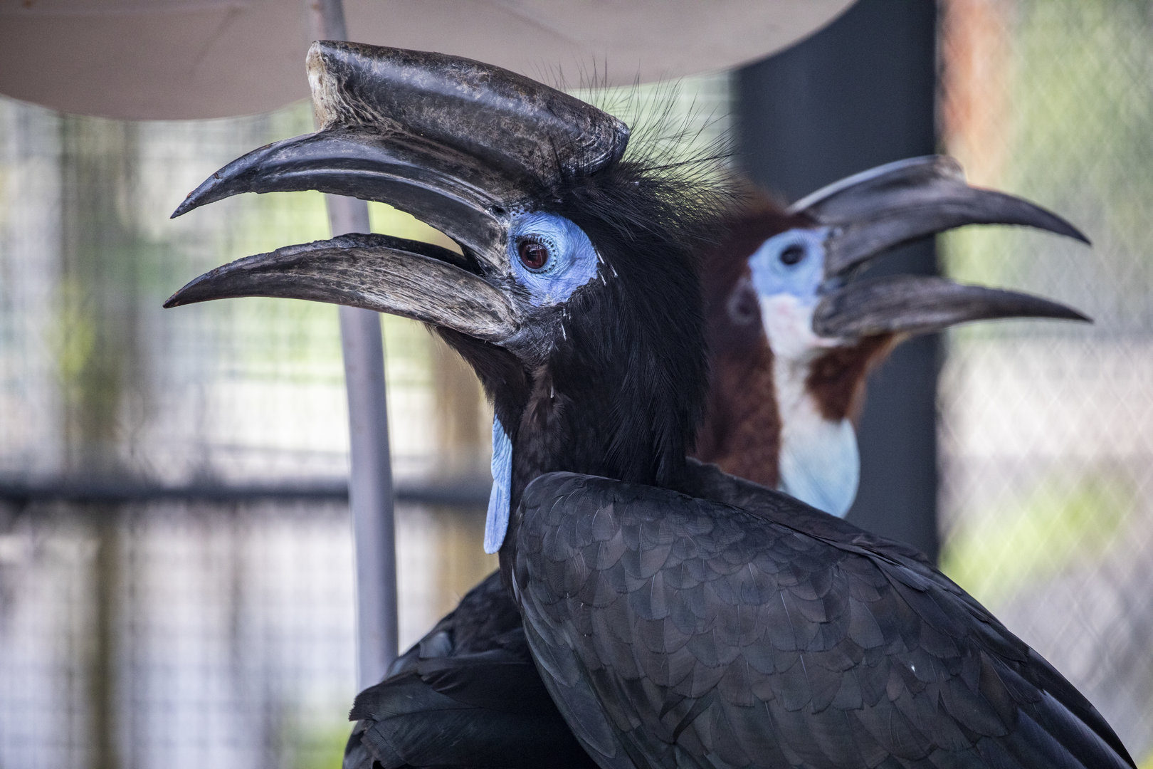 The male Black-casqued hornbill (Ceratogymna atrata)