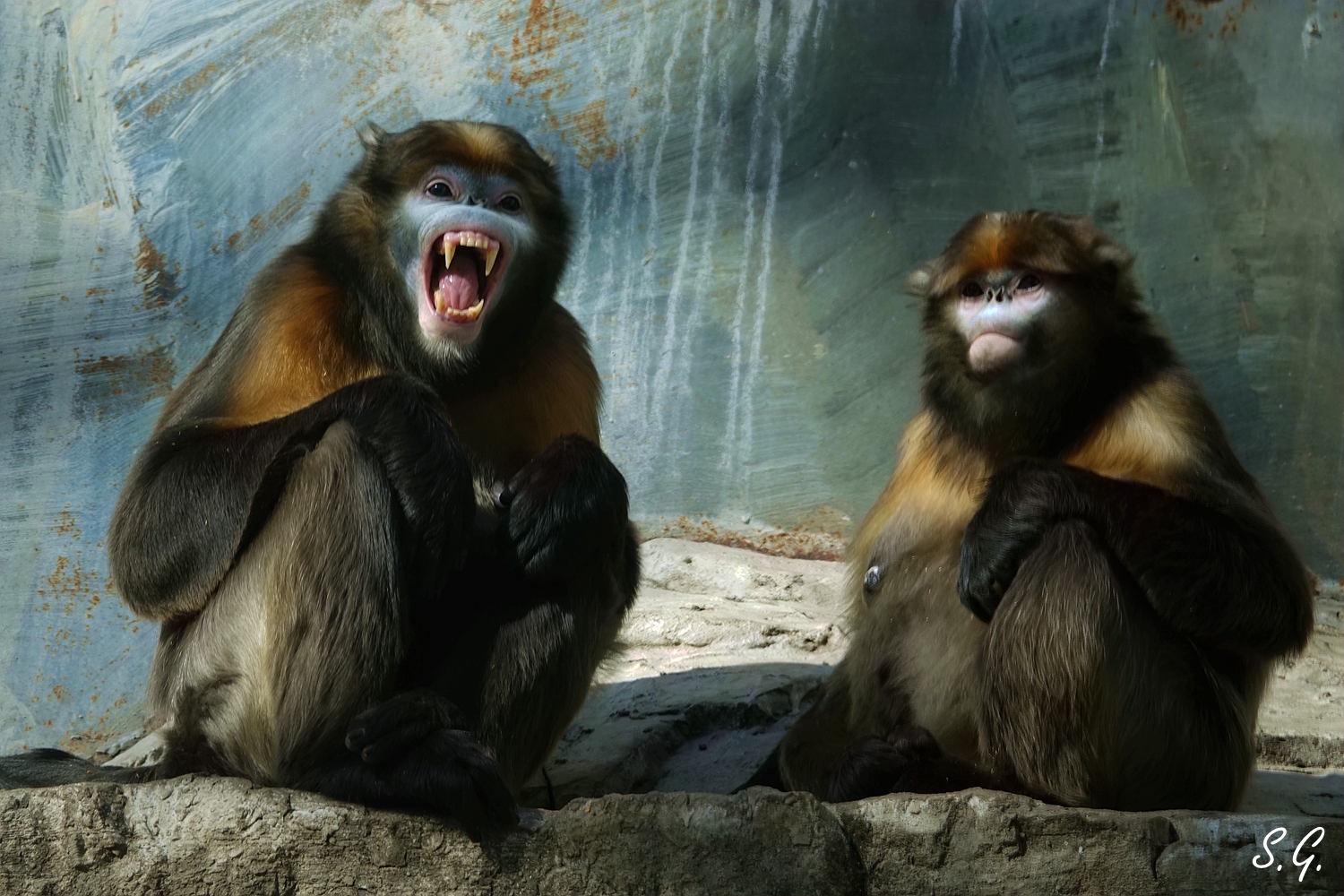 The male Guizhou snub-nosed monkey threatening the visitors