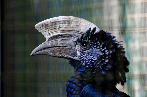 The male, Jurong BirdPark