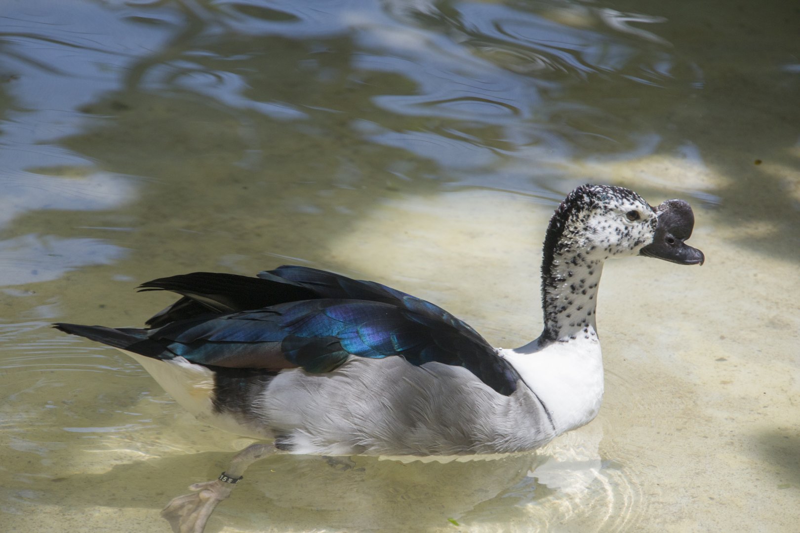 The male Knob-billed duck (Sarkidiornis melanotos)
