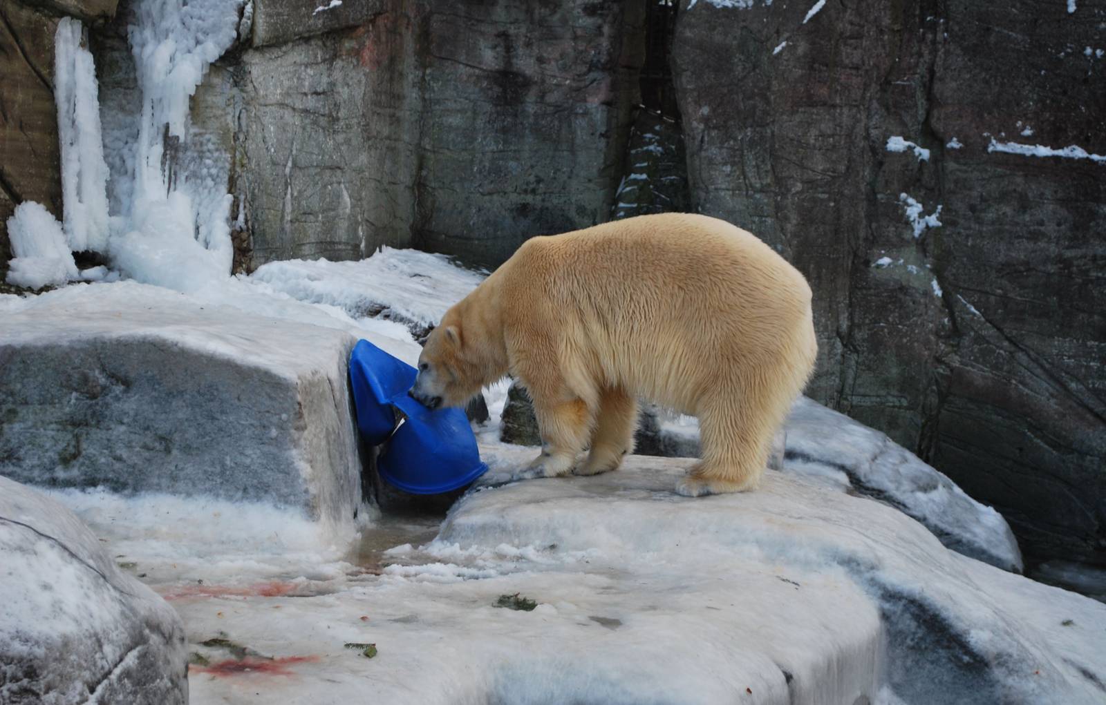 The male polar bear: almost always busy with something...