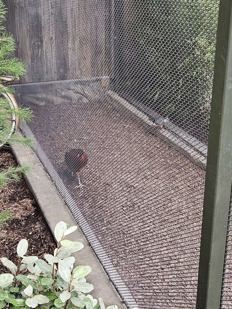 The male satyr tragopan and a Luzon bleeding-heart