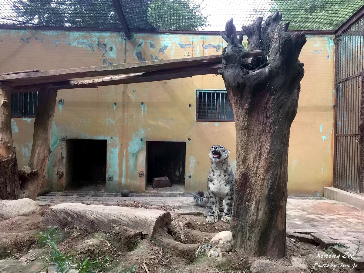 The male snow leopard in old Leopard House