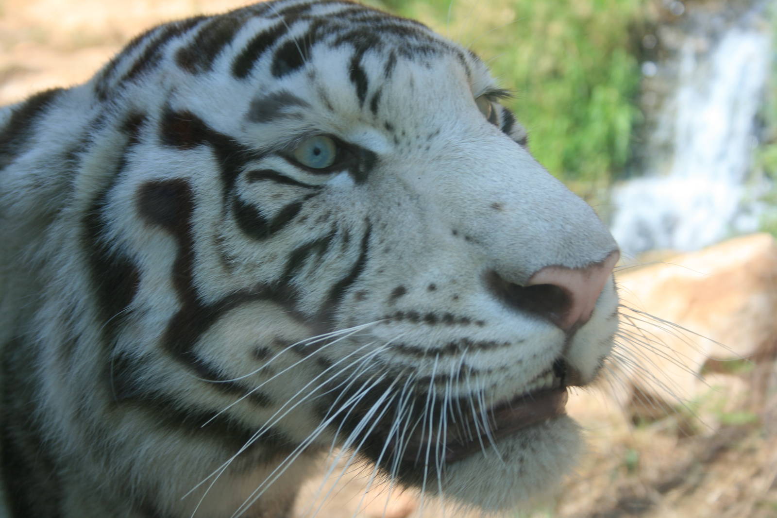 The male white tiger