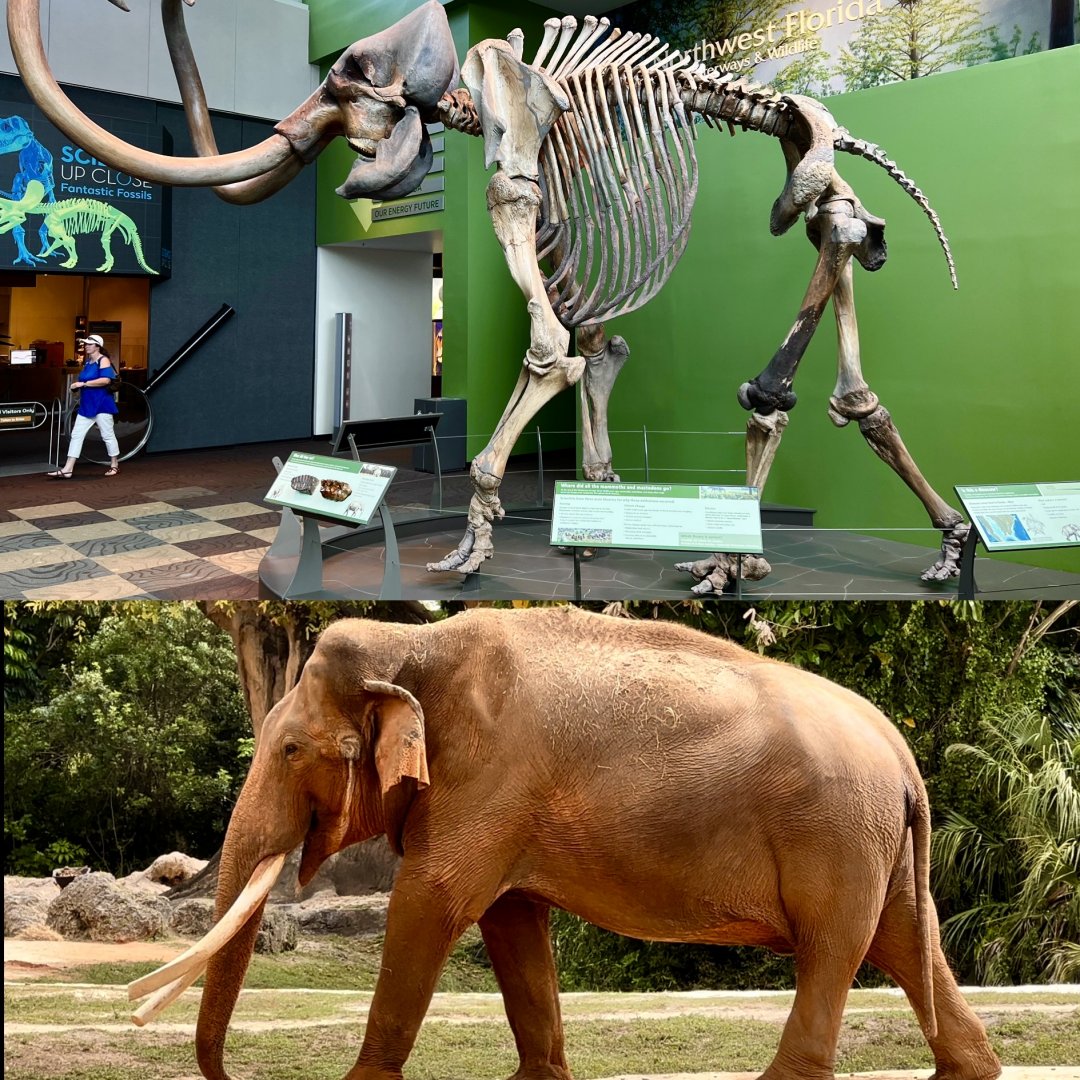 The Mammoth of Miami?