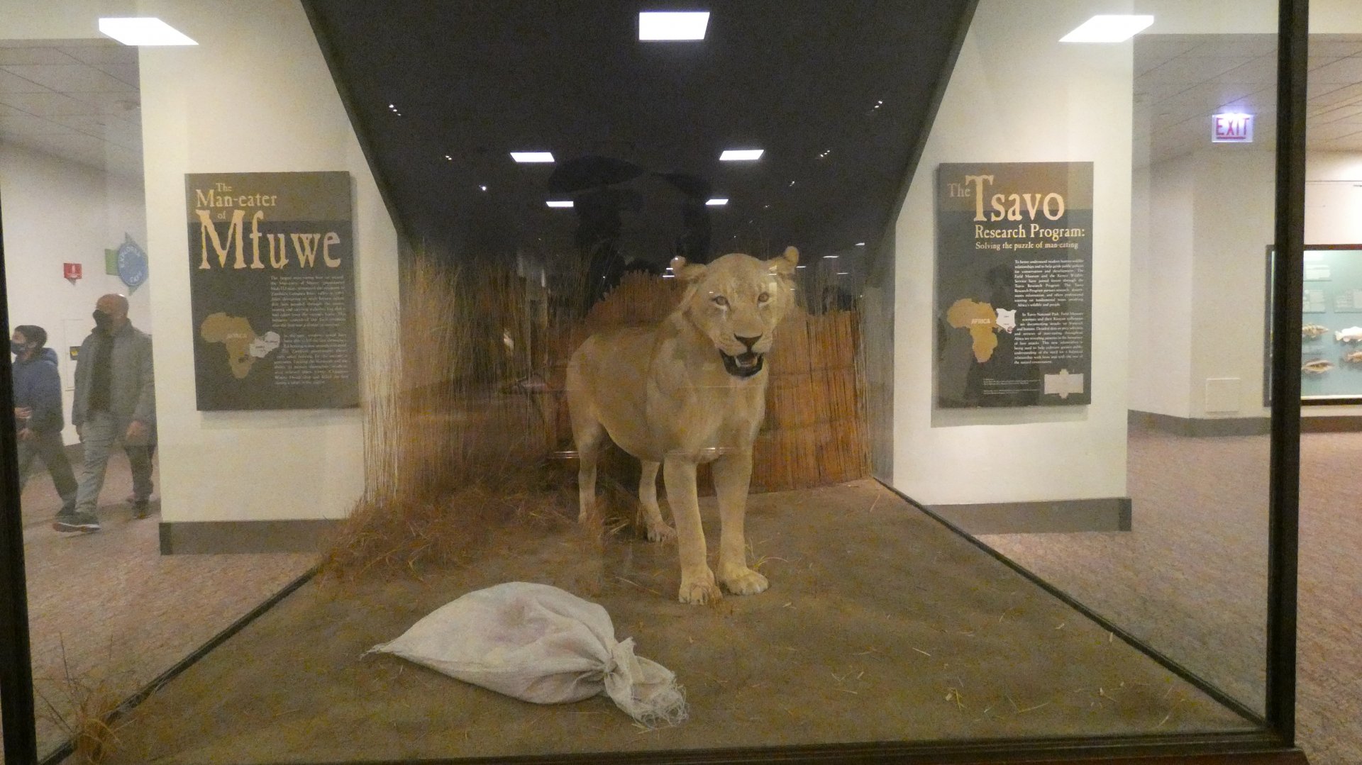 The Man-eater of Mfuwe - Feb. 2022