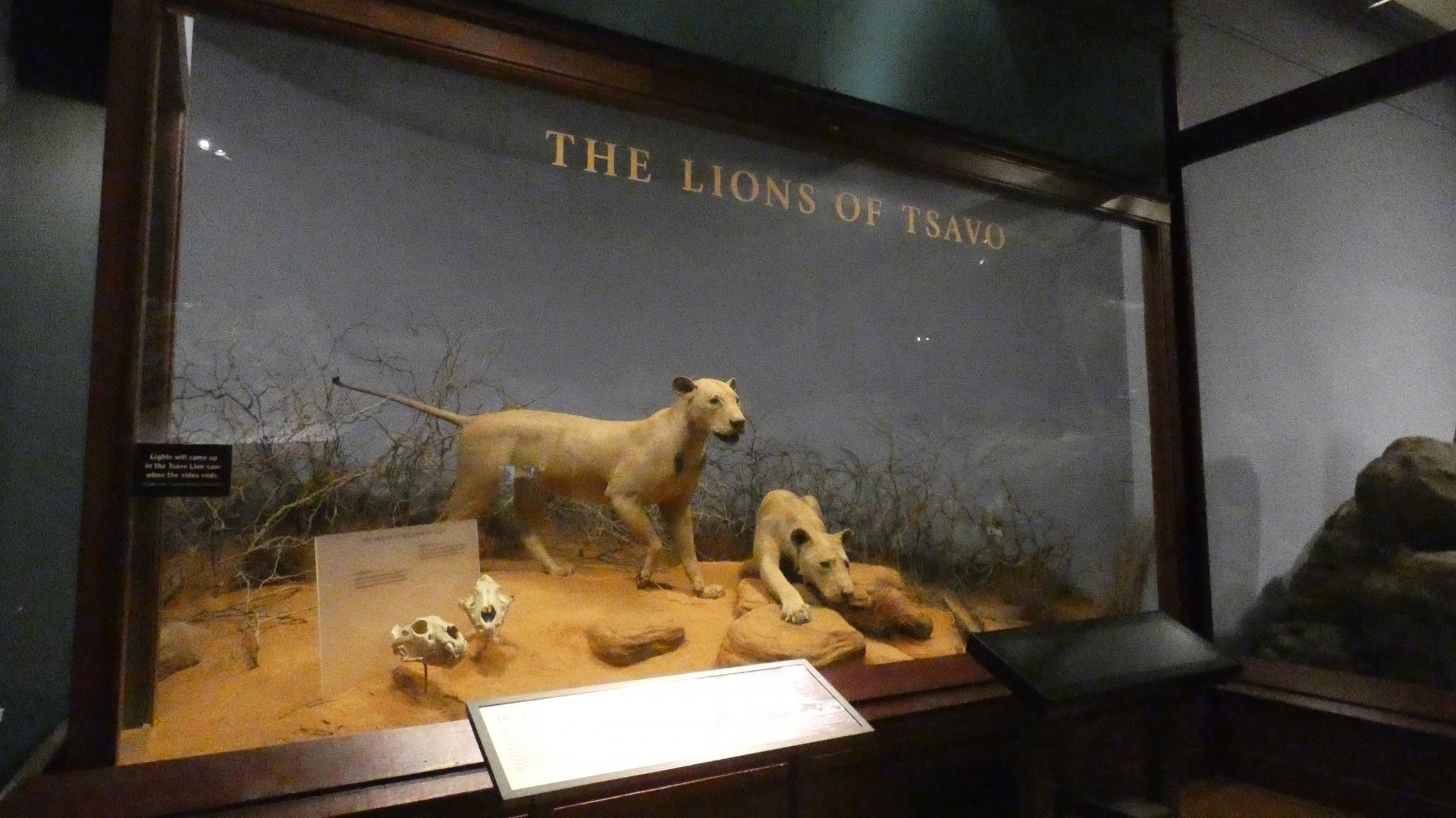 The Man-eating Lions of Tsavo, Mammals of Africa - Feb. 2022