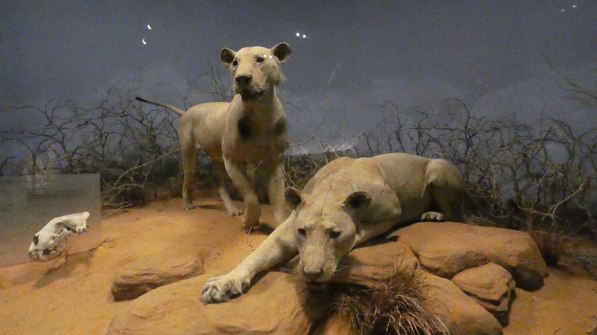 The Man-eating Lions of Tsavo, Mammals of Africa - Feb. 2022