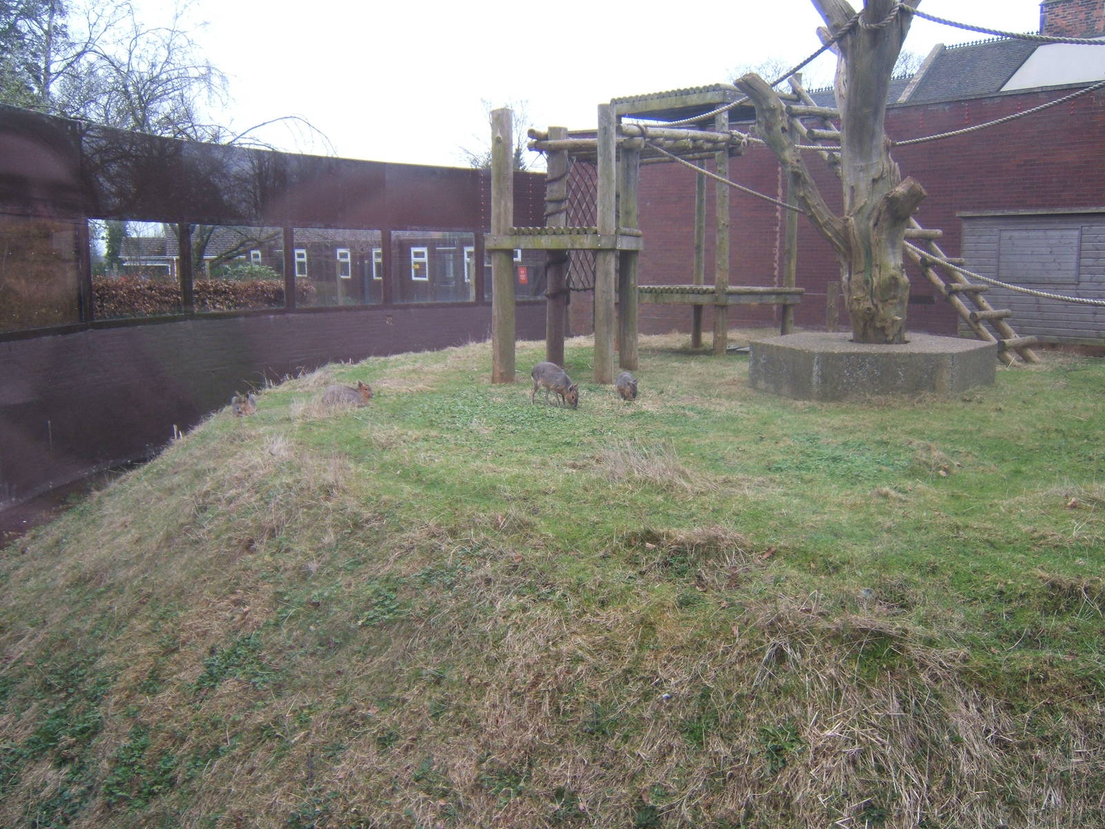 The Man-eating Mara`s