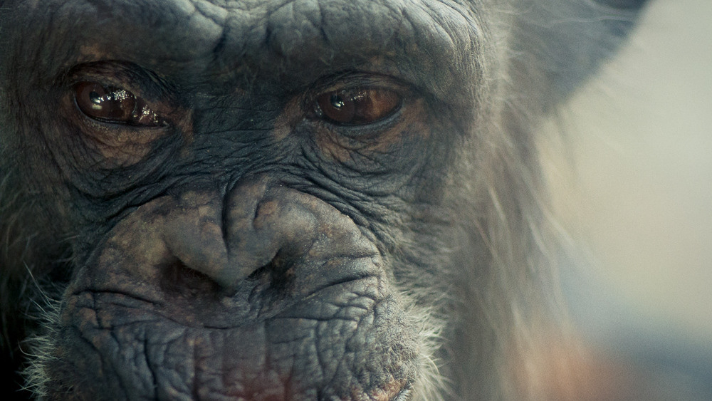 The Man Who Got Away