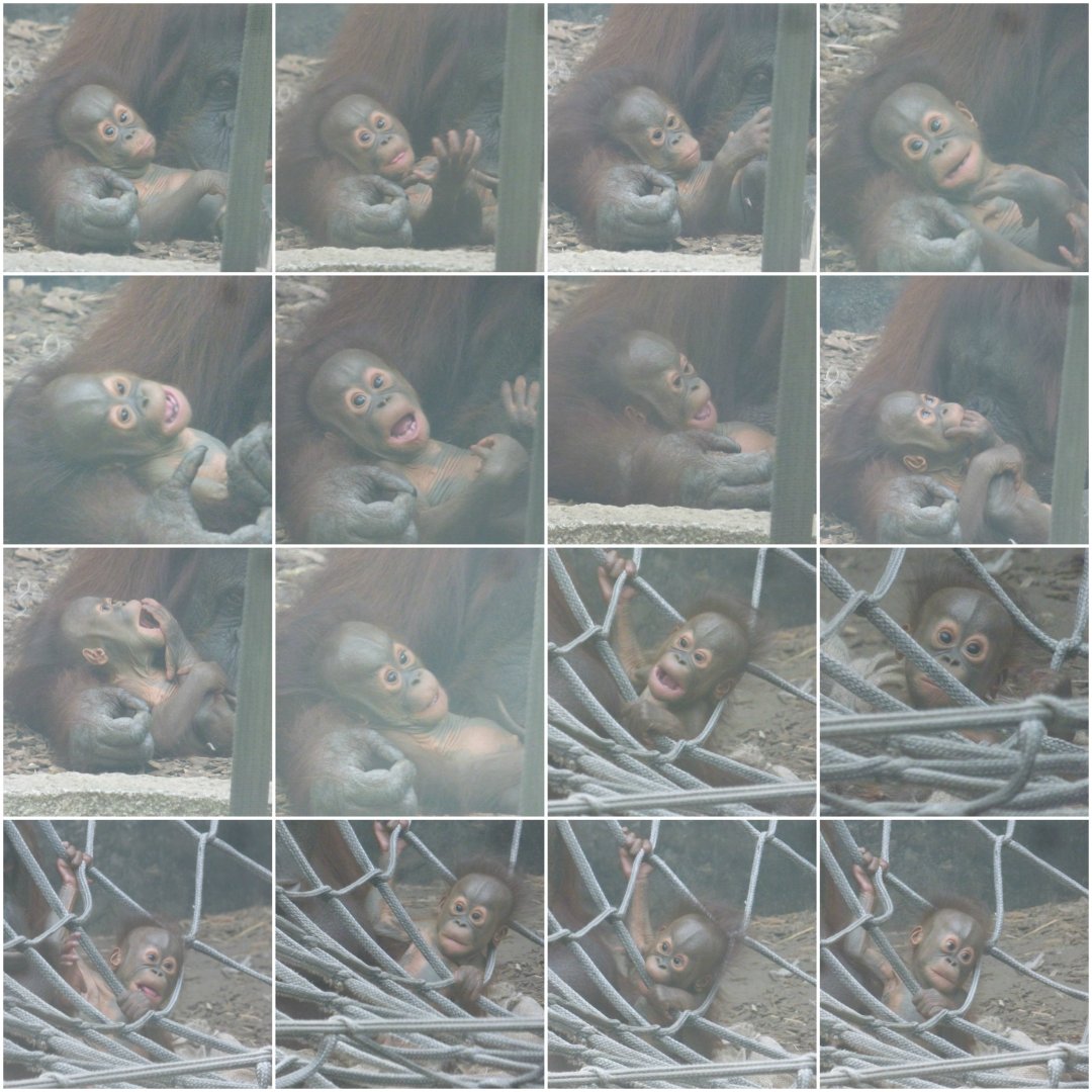 The many faces of Tombol