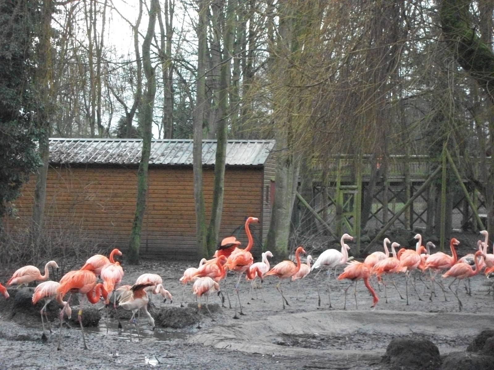 The march of the Flamingos 27th December 2012